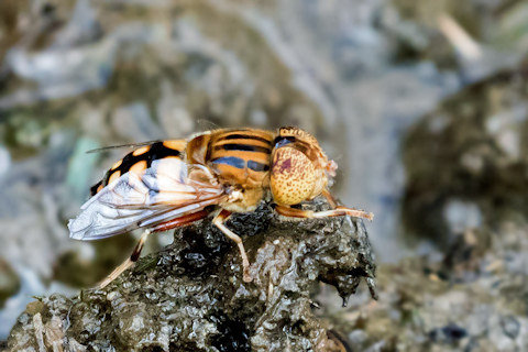 Drone Fly (Eristalinus punctulatus) (Eristalinus punctulatus)